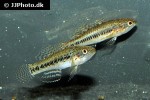 dormitator lebretonis dormitator lebretonis