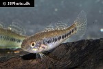 dormitator lebretonis dormitator lebretonis