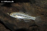 dormitator lebretonis dormitator lebretonis