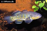 giuris margaritacea giuris margaritacea