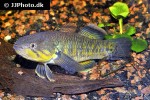 giuris margaritacea giuris margaritacea