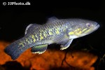 giuris margaritacea giuris margaritacea