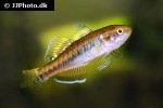 hypseleotris compressa hypseleotris compressa