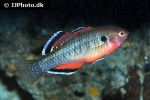 hypseleotris compressa hypseleotris compressa