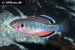 hypseleotris compressa hypseleotris compressa