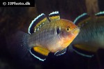 hypseleotris compressa hypseleotris compressa