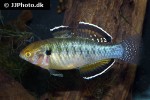 hypseleotris compressa hypseleotris compressa