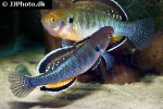 hypseleotris compressa hypseleotris compressa