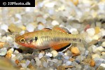 hypseleotris compressa hypseleotris compressa