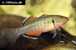 hypseleotris compressa hypseleotris compressa