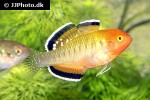hypseleotris compressa hypseleotris compressa
