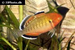 hypseleotris compressa hypseleotris compressa