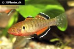 hypseleotris compressa hypseleotris compressa