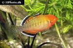 hypseleotris compressa hypseleotris compressa