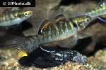 hypseleotris compressa hypseleotris compressa