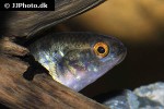 hypseleotris compressa hypseleotris compressa