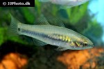 hypseleotris galii hypseleotris galii