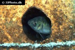 hypseleotris galii hypseleotris galii