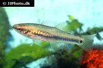 hypseleotris galii hypseleotris galii
