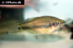 hypseleotris guentheri hypseleotris guentheri