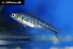 hypseleotris leuciscus hypseleotris leuciscus