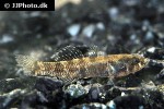 kribia kribensis kribia kribensis