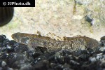 kribia kribensis kribia kribensis