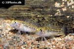 micropercops swinhonis micropercops swinhonis