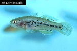 mogurnda adspersa mogurnda adspersa