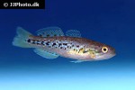 mogurnda adspersa mogurnda adspersa
