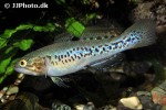 mogurnda adspersa mogurnda adspersa