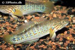 mogurnda cingulata mogurnda cingulata