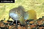 mogurnda cingulata mogurnda cingulata