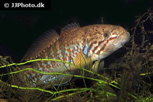 Sleepers / Gudgeon Gobies