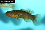 mogurnda species mindanao mogurnda species mindanao