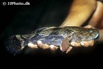oxyeleotris marmorata oxyeleotris marmorata