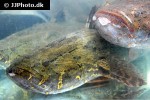 oxyeleotris marmorata oxyeleotris marmorata