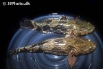 oxyeleotris marmorata oxyeleotris marmorata