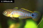 tateurndina ocellicauda tateurndina ocellicauda