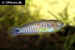 tateurndina ocellicauda tateurndina ocellicauda