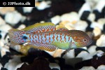 tateurndina ocellicauda tateurndina ocellicauda