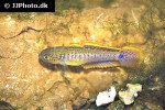 tateurndina ocellicauda tateurndina ocellicauda