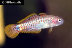 tateurndina ocellicauda tateurndina ocellicauda