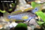 tateurndina ocellicauda tateurndina ocellicauda