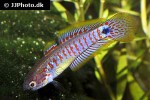 tateurndina ocellicauda tateurndina ocellicauda