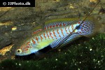 tateurndina ocellicauda tateurndina ocellicauda