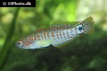 tateurndina ocellicauda tateurndina ocellicauda