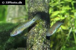 tateurndina ocellicauda tateurndina ocellicauda