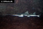 pristis microdon pristis microdon