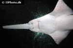 pristis microdon pristis microdon